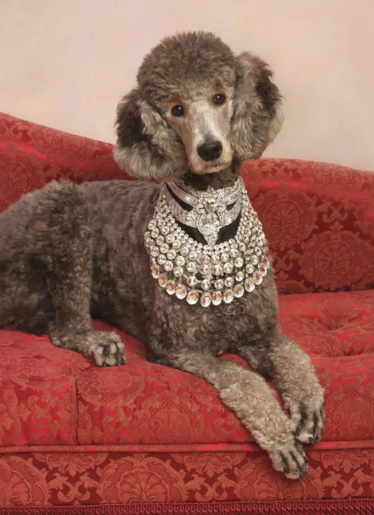 Why not treat your pooch to a little something sparkly? - PAW LONDON