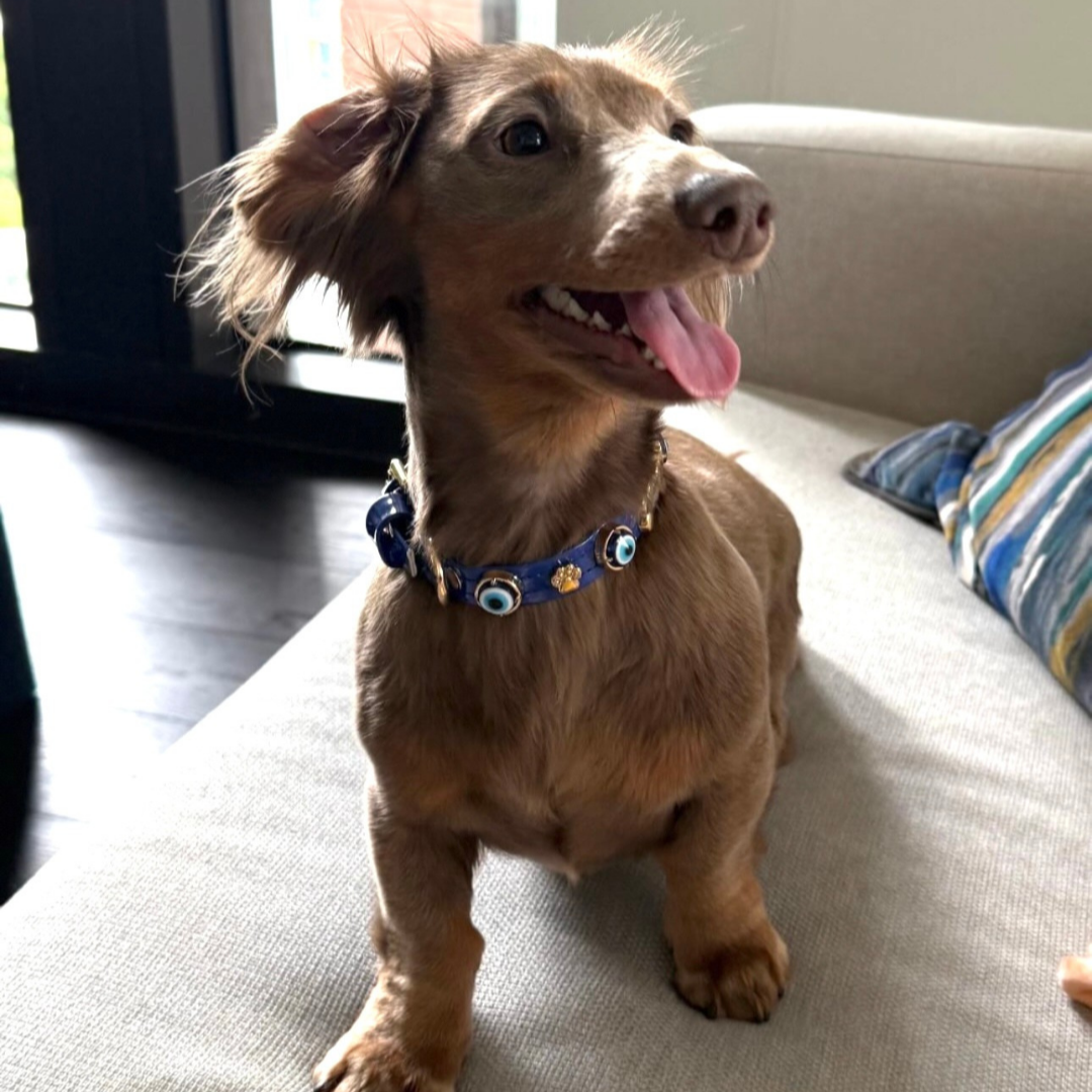 Evil Eye Dog Collar Royal Blue ๐งฟ PAW LONDON