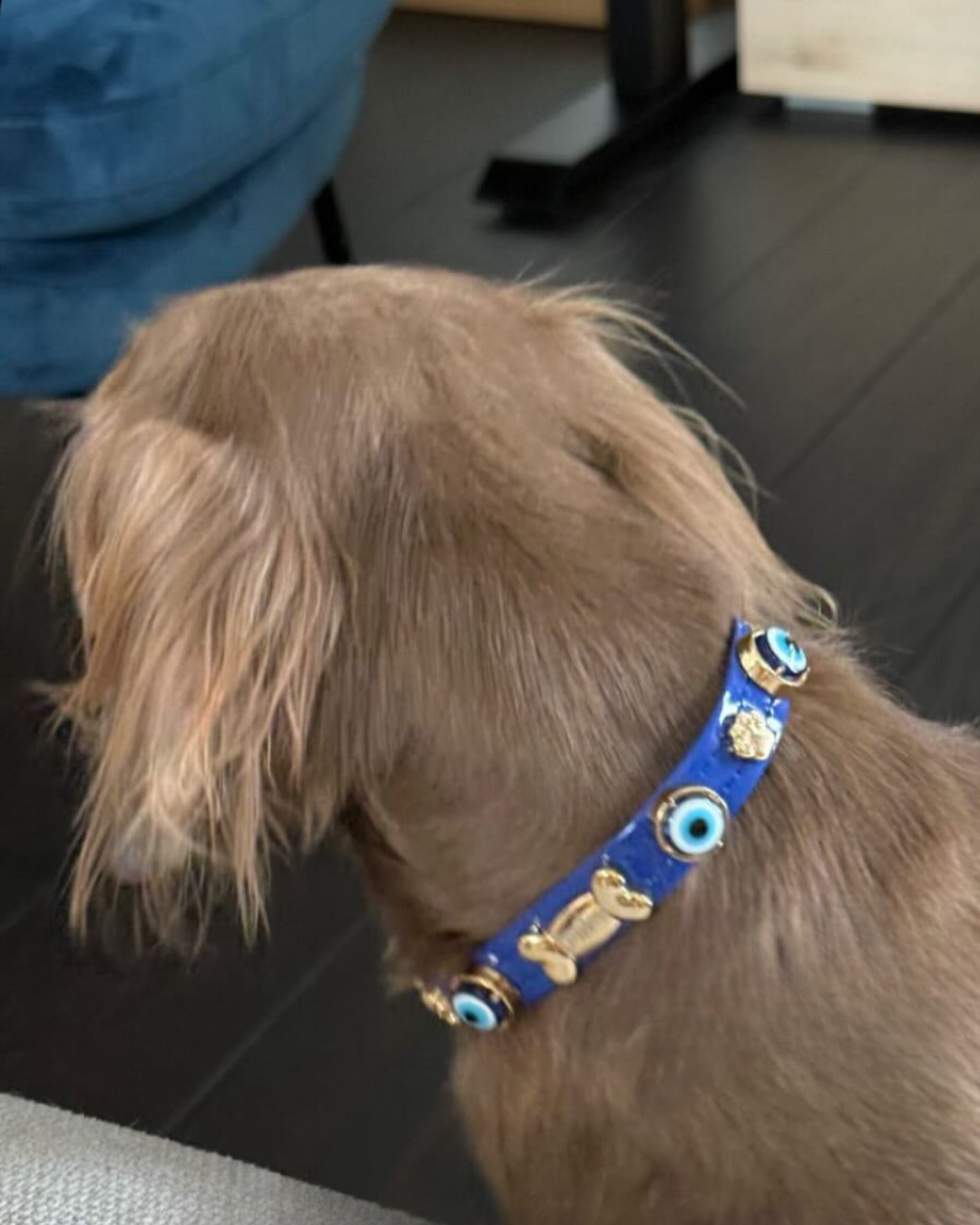 Evil Eye Dog Collar Royal Blue ๐งฟ PAW LONDON