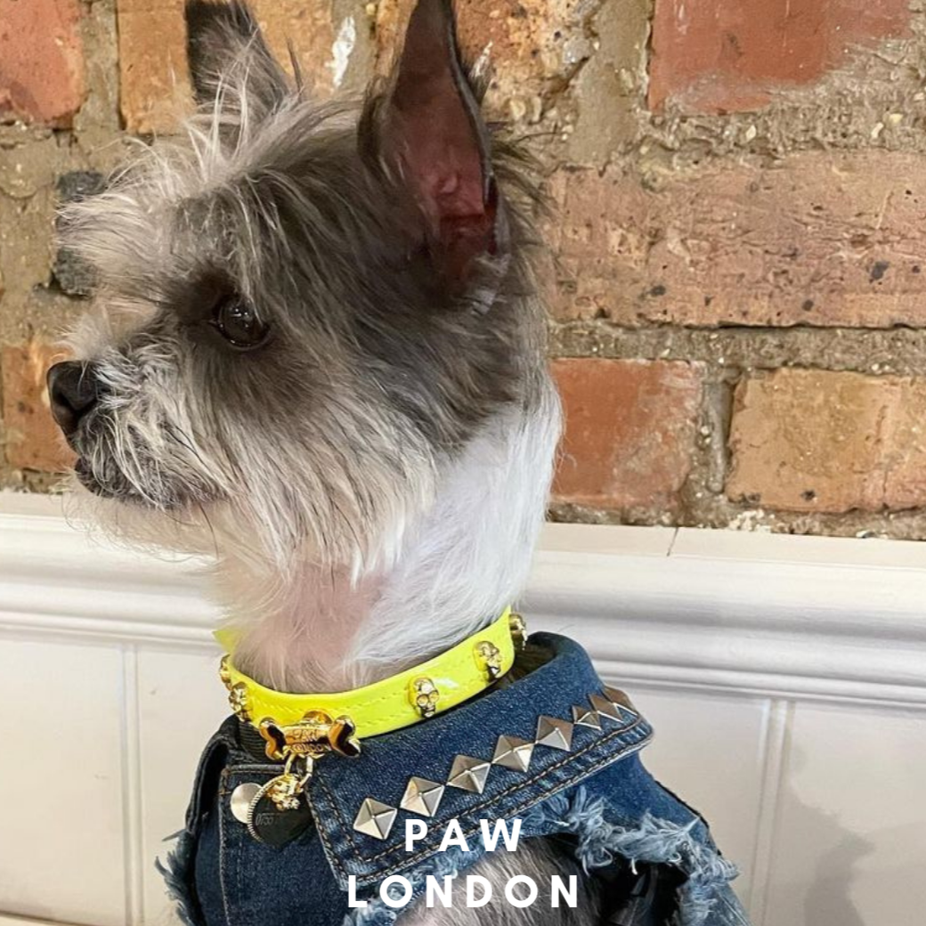 Skull Halloween Dog Collar | Neon Green 💀💀 PAW LONDON