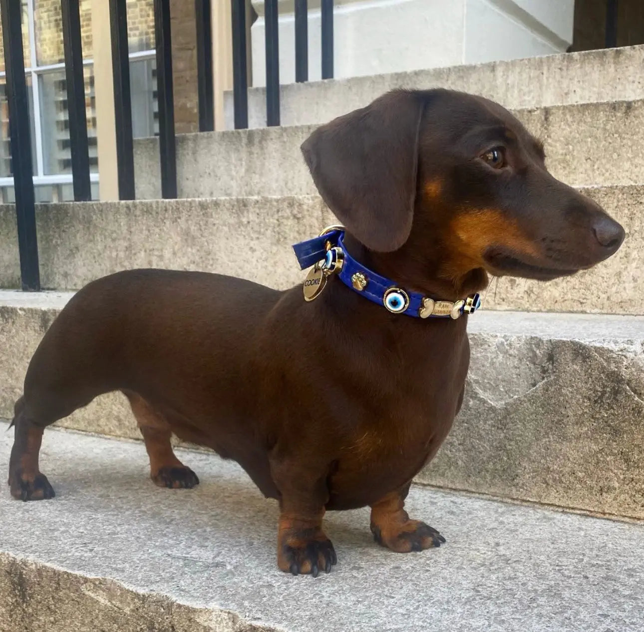 Evil Eye Dog Collar Royal Blue 🧿 PAW LONDON