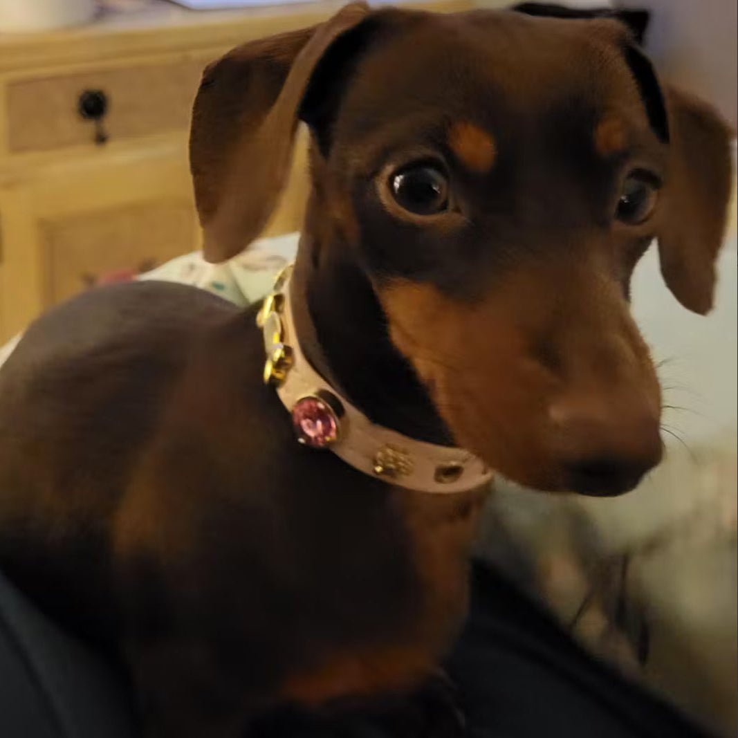 Emma Swarovski Baby Pink Dog Collar 💎 PAW LONDON