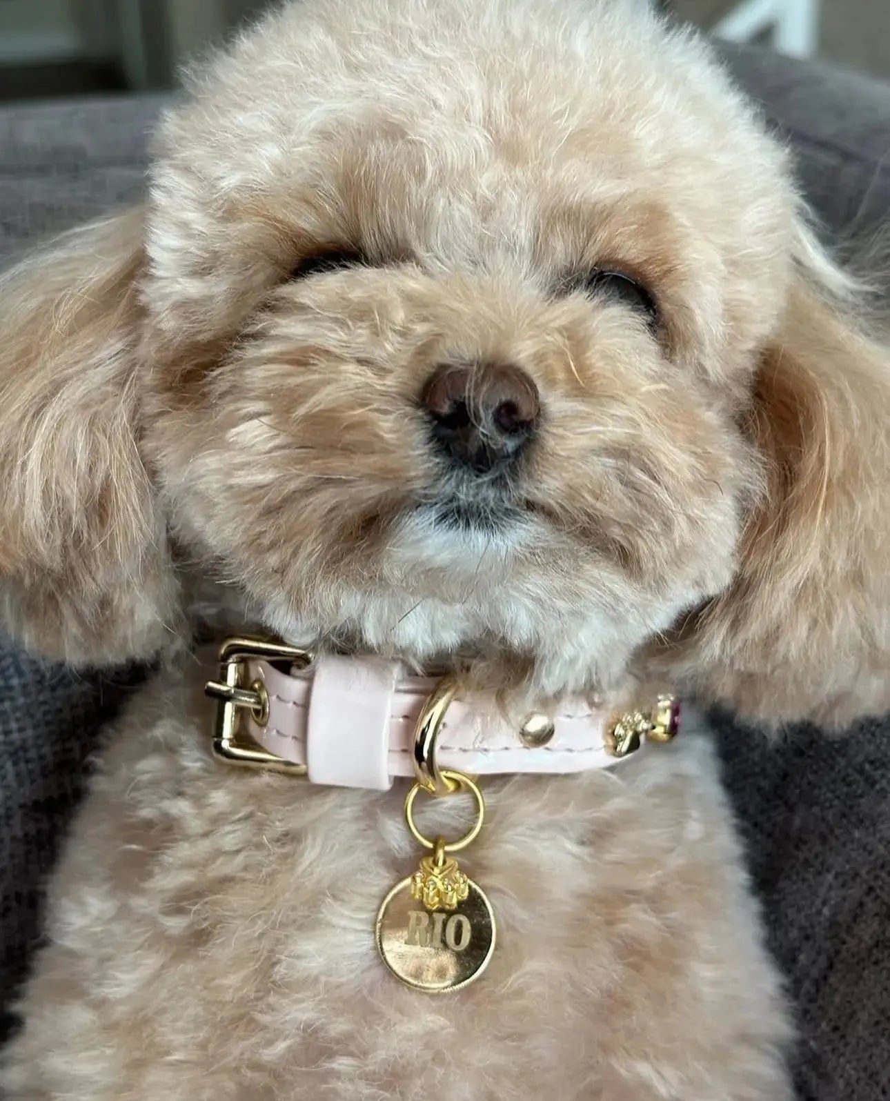 Chelsea Pink Swarovski Dog Collar 💎 PAW LONDON