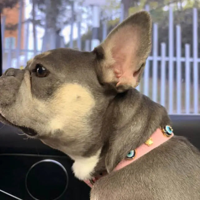 Suede Evil Eye Dog Collar | Sugar Pink 🦄 PAW LONDON