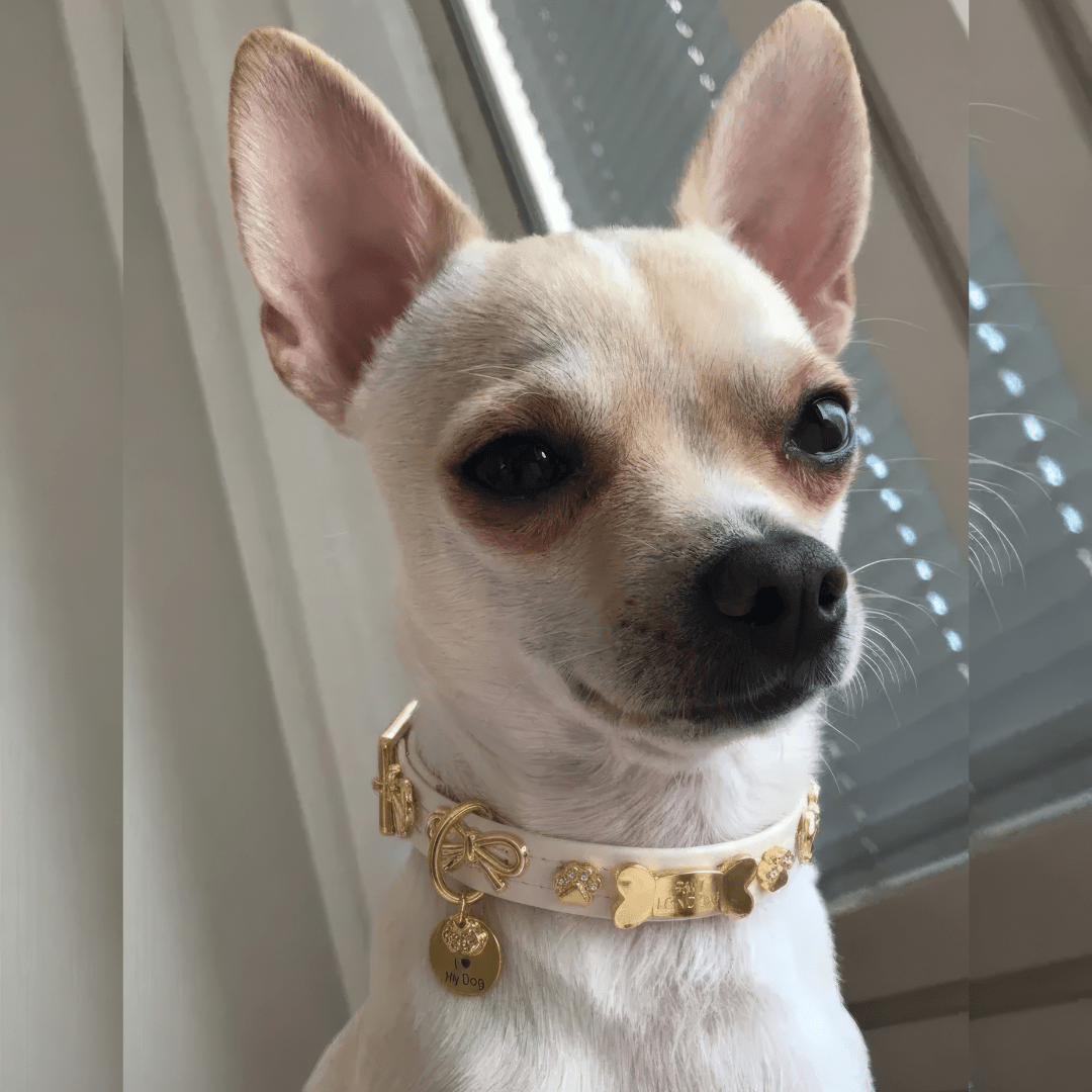 Bow Bone Dog Collar | Cream 🎀 - PAW LONDON