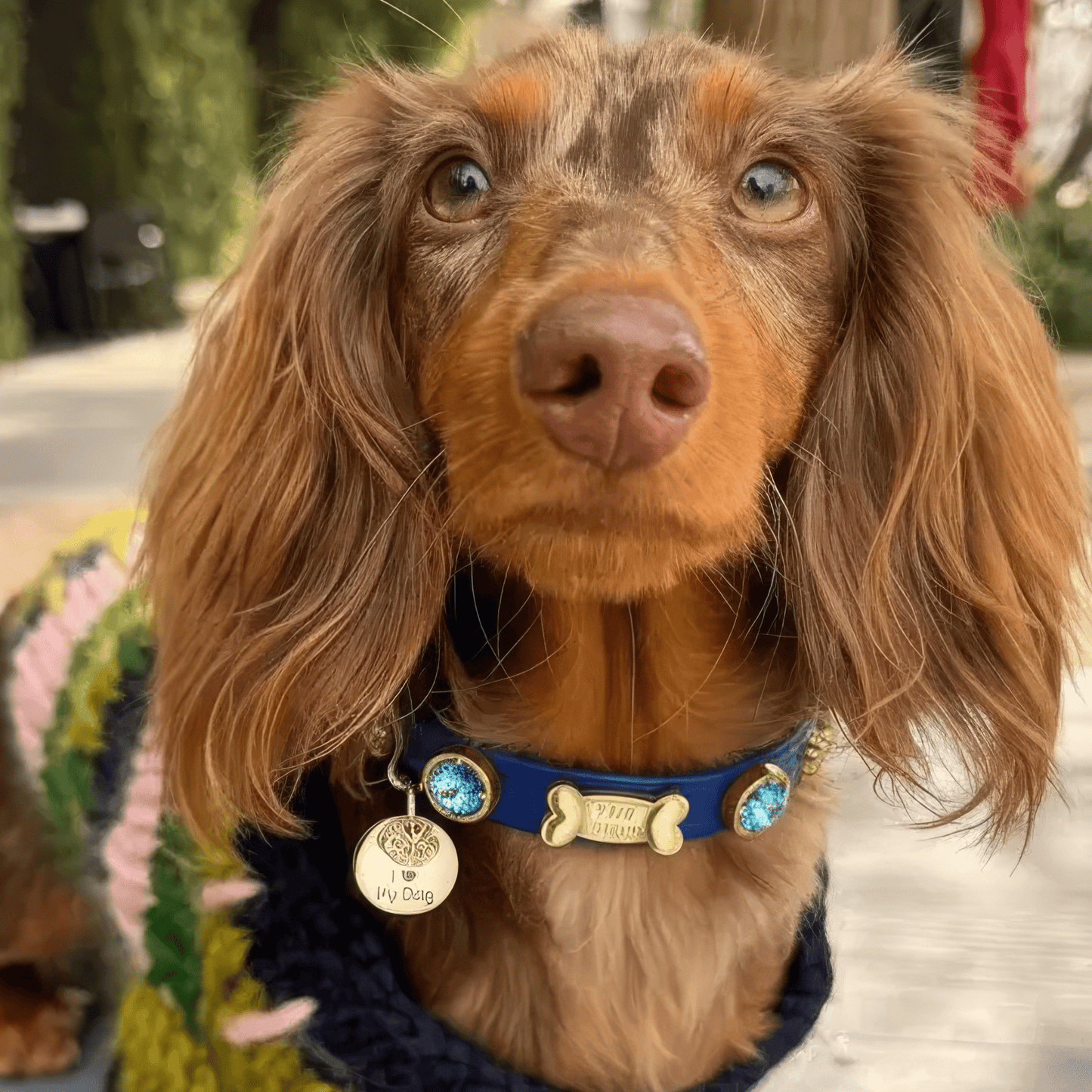 Capri Swarovski Royal Blue Dog Collar 💎 - PAW LONDON