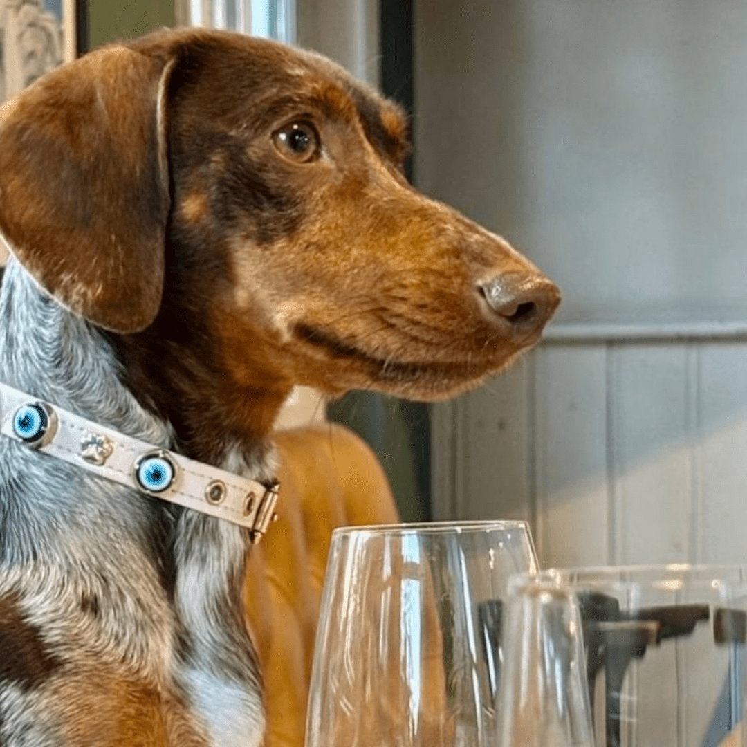 Evil Eye Dog Collar | Baby Pink ๐ - PAW LONDON