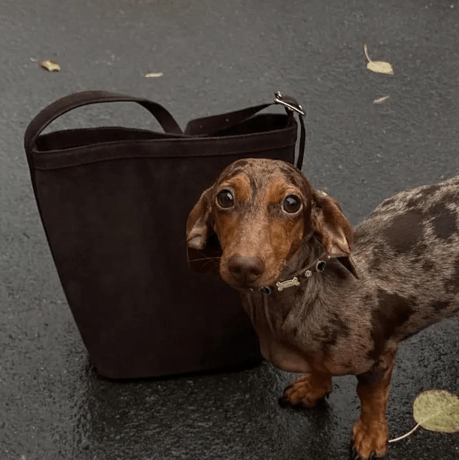Leopard Swarovski Dog Collar 🐆 - PAW LONDON