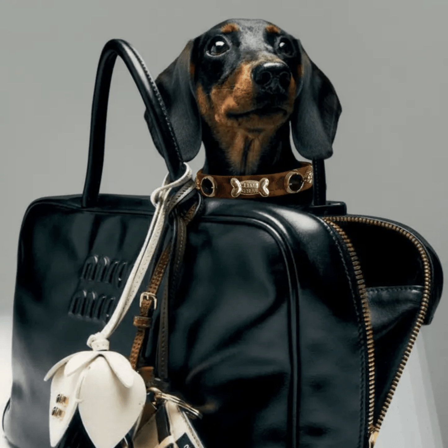 Leopard Swarovski Dog Collar 🐆 - PAW LONDON