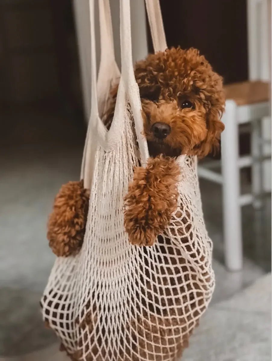 10 Things That Make Dogs Happy - PAW LONDON