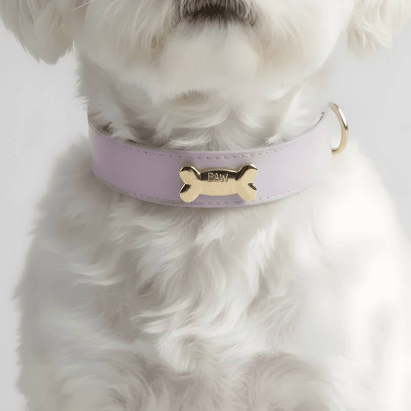 Basic Collection - PAW LONDON
