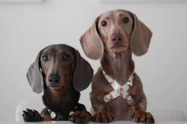 Dog Collection - PAW LONDON