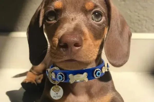 Evil Eye Collection - PAW LONDON