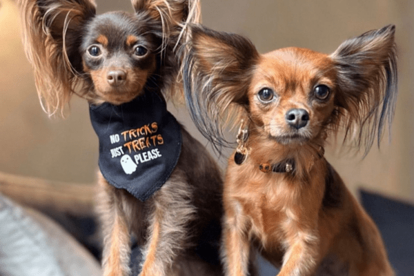 Halloween Collection - PAW LONDON