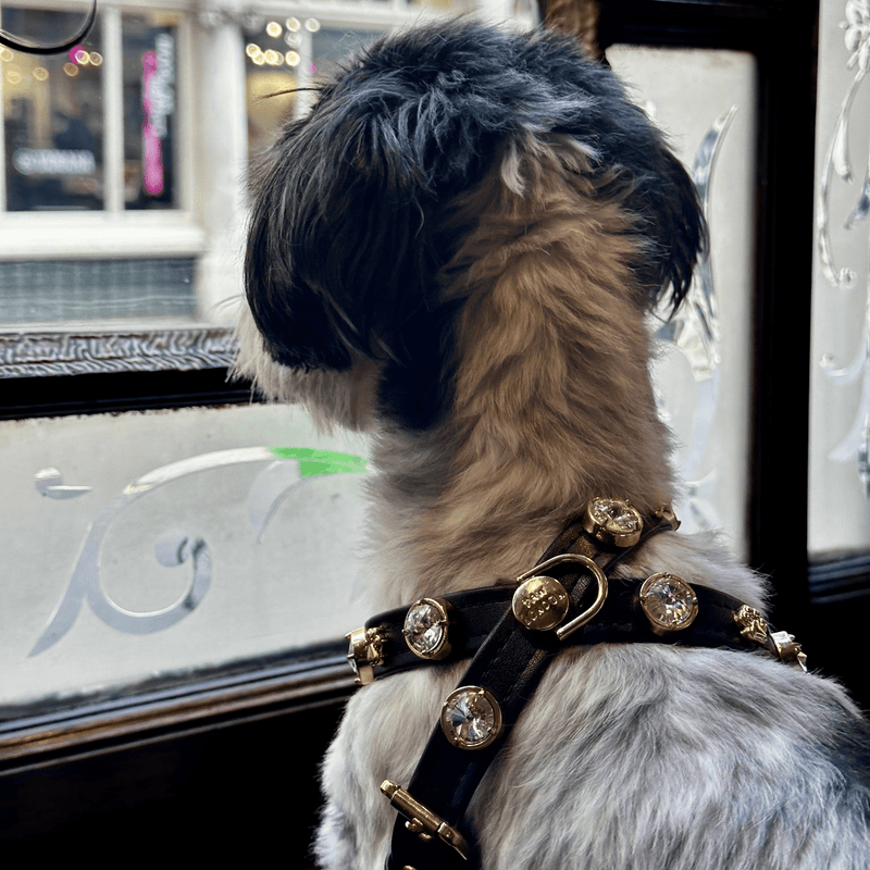 Harness - PAW LONDON