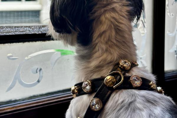 Harnesses - PAW LONDON