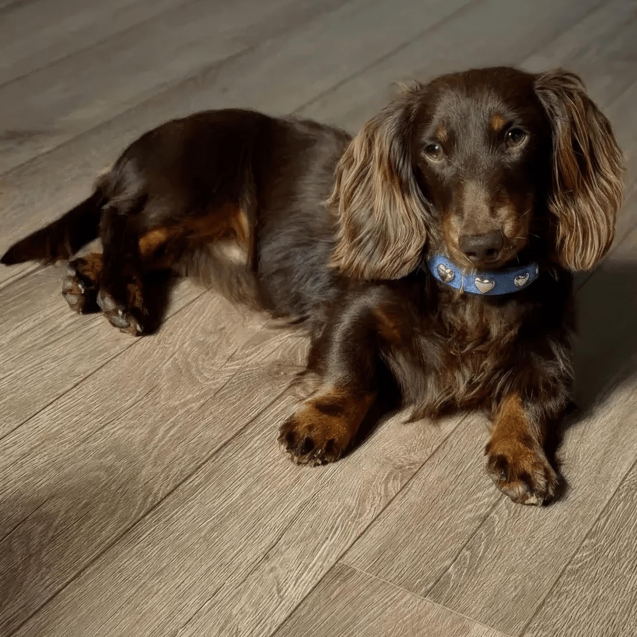 Jean Collection - PAW LONDON