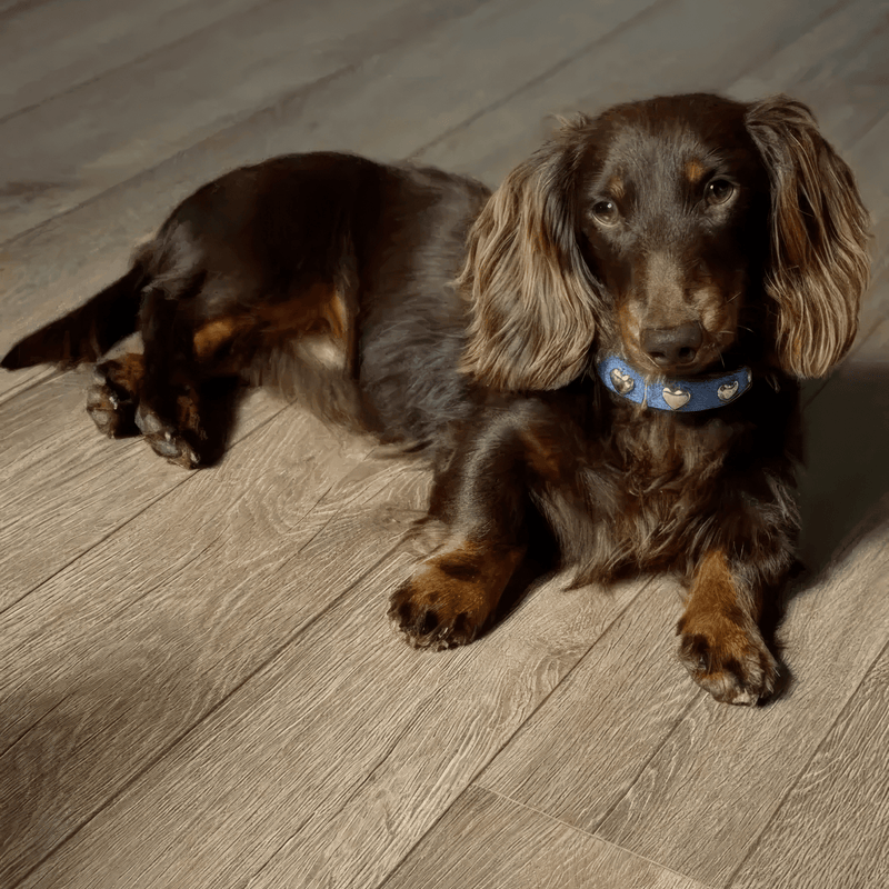 Jean Collection - PAW LONDON