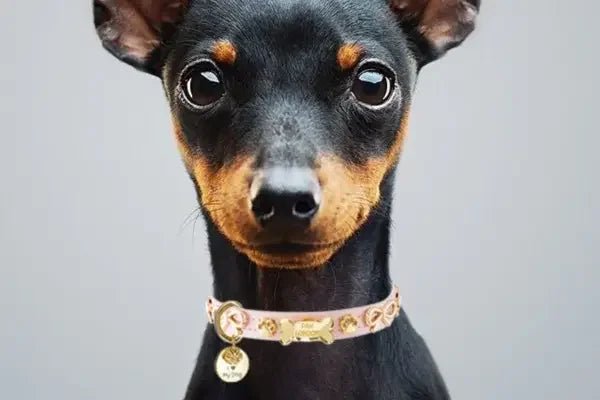 Love + Rock Collection - PAW LONDON