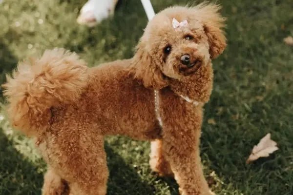 Pearl Collection - PAW LONDON