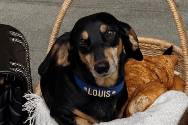 Personalise Me - PAW LONDON