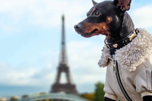 Swarovski Collection - PAW LONDON