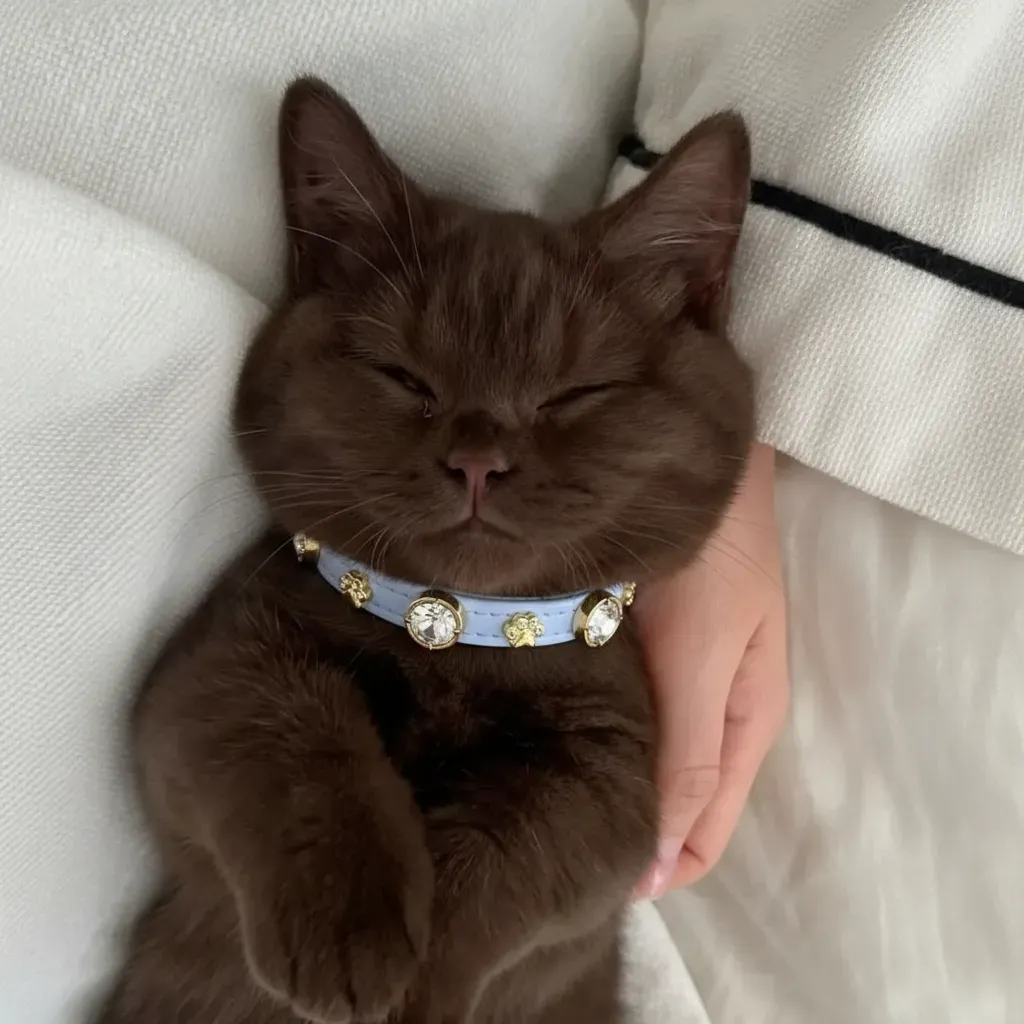 Alice Swarovski Hot Pink Katzenhalsband