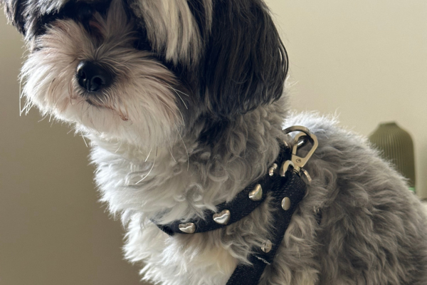 Evil Eye Cat Collar Red PAW LONDON