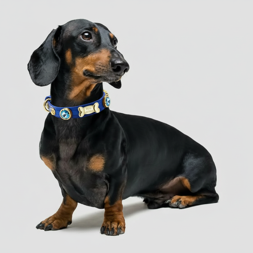 Capri Swarovski Königsblaues Hundehalsband 💎