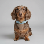 Sky Dog Collar