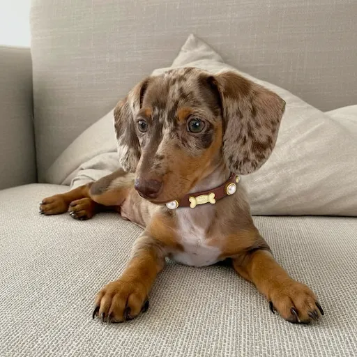 Shelly Pearl Dog Collar | Brown 🦪