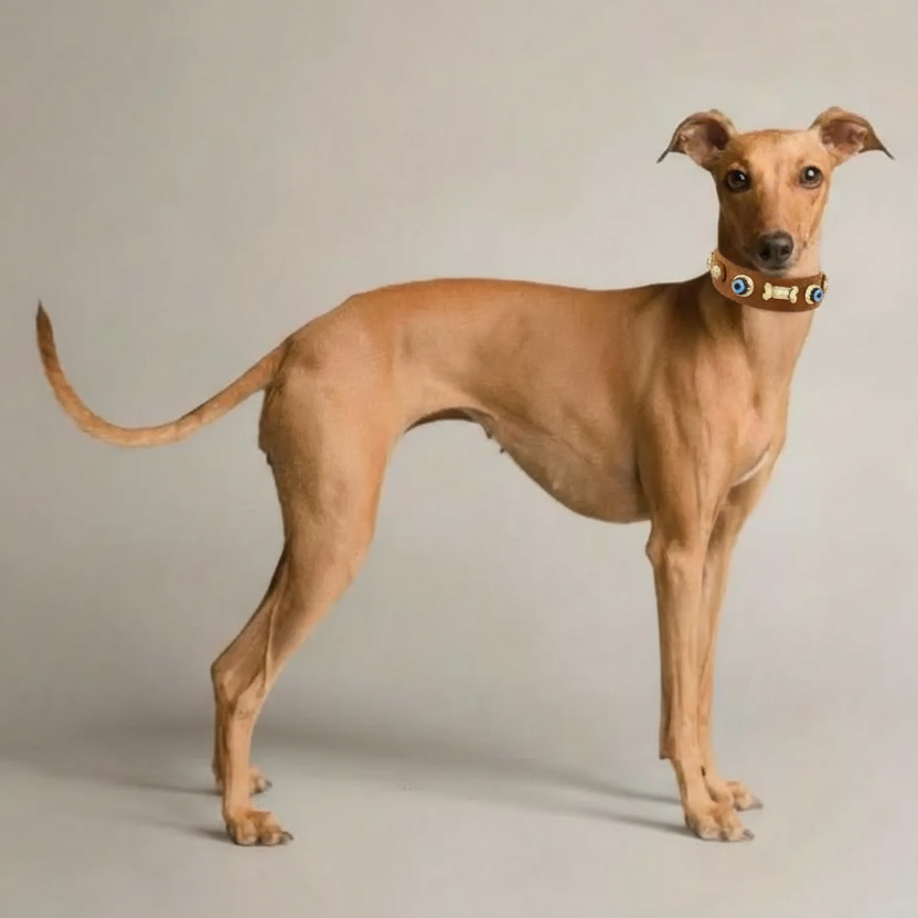 Suede Evil Eye Greyhounds Dog Collar | Cinnamon  ⚜️