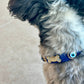 Suede Evil Eye Dog Collar | Royal Blue PAW LONDON