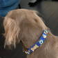 Evil Eye Dog Collar Royal Blue 🧿 PAW LONDON