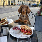 Suede Evil Eye Dog Collar | Bitter Chocolate 🍫