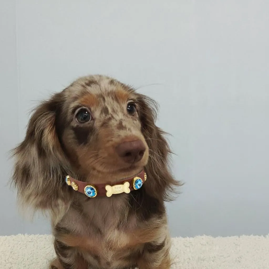 Braunes Hundehalsband von Rene Swarovski 💎