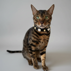 Alex Swarovski® Black Cat Collar