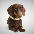Elizabeth Gold Swarovski Hundehalsband 💎