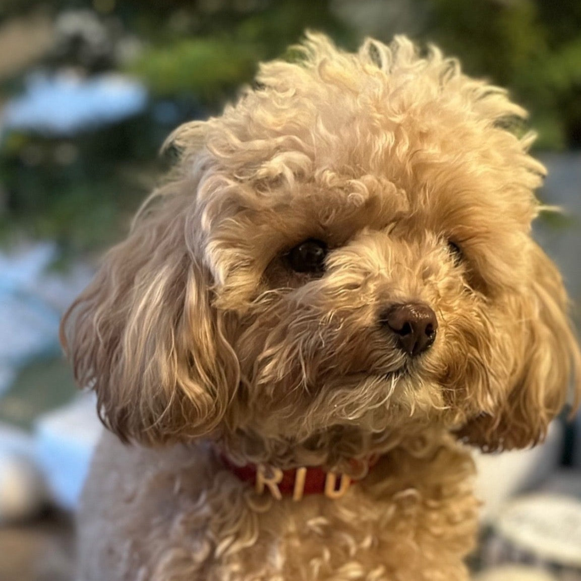 Personalised Collar | Write Your Pet's Name ★ PAW LONDON