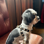 Alex Swarovski Black Dog Harness PAW LONDON