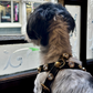Alex Swarovski Black Dog Harness PAW LONDON