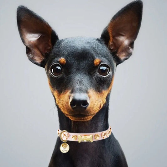 a small black and brown dog with a collar
