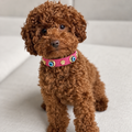 Suede Evil Eye Dog Collar | Hot Pink (Ready to ship)