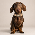 Kate Swarovski® Cappuccino Hundehalsband 💎