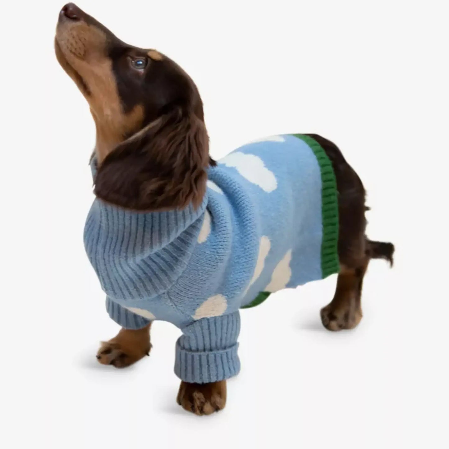 a small dog wearing a blue sweater with white clouds on it