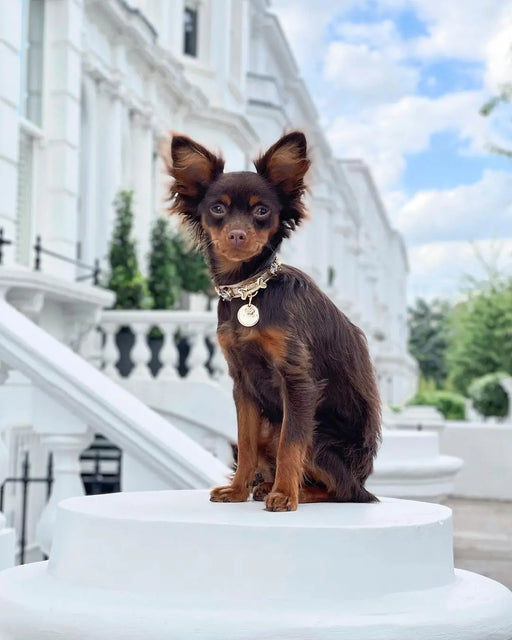 Elizabeth Gold Swarovski Dog Collar PAW LONDON