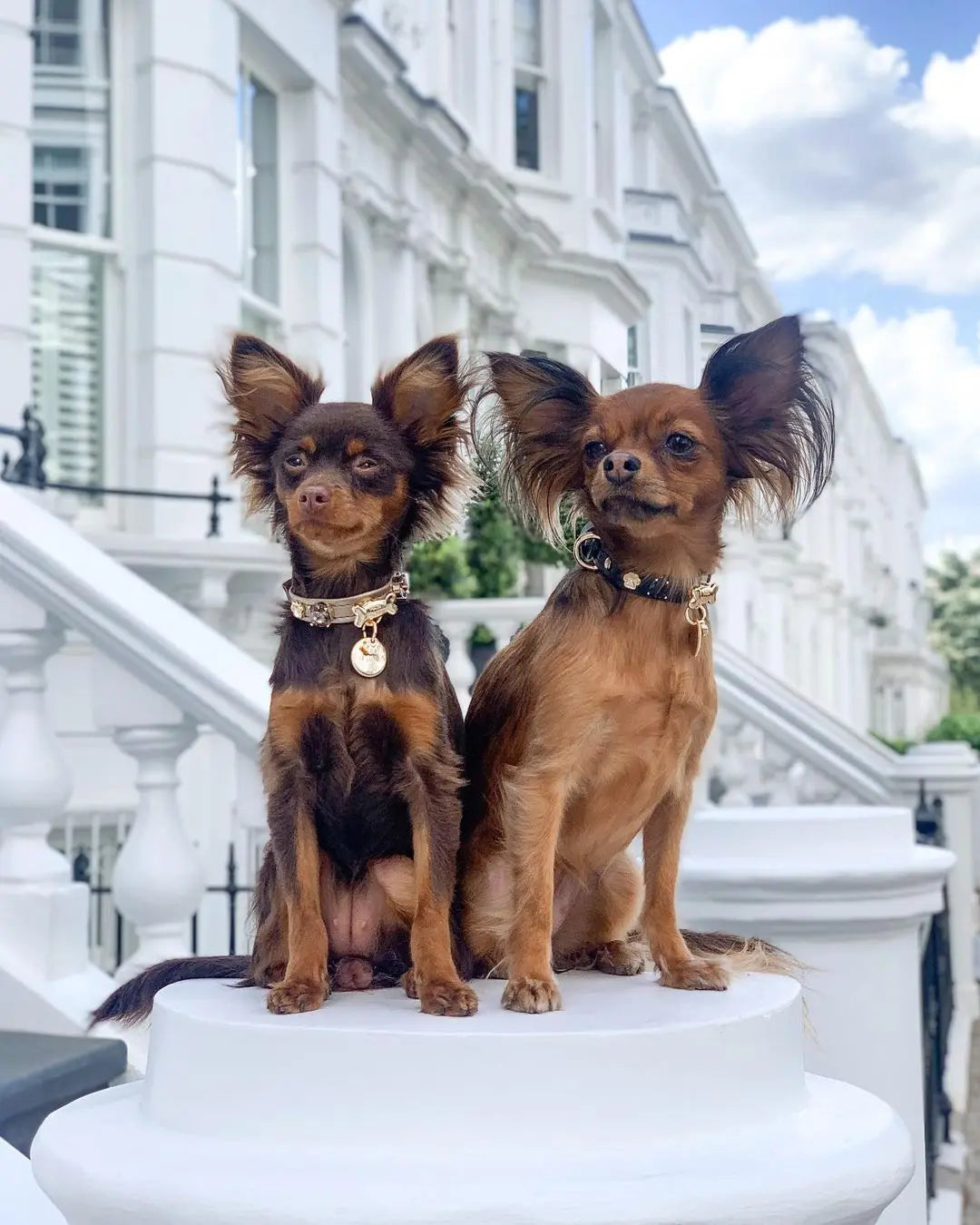 Elizabeth Gold Swarovski Dog Collar PAW LONDON