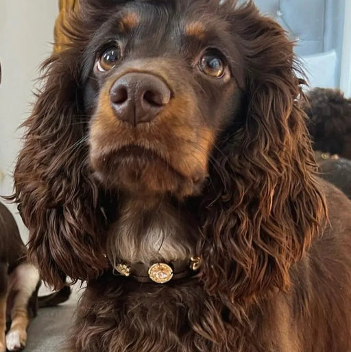 Espresso Swarovski Brown Dog Collar PAW LONDON