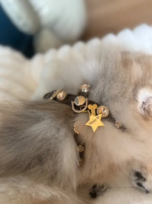 Espresso Swarovski Brown Dog Harness 💎 PAW LONDON