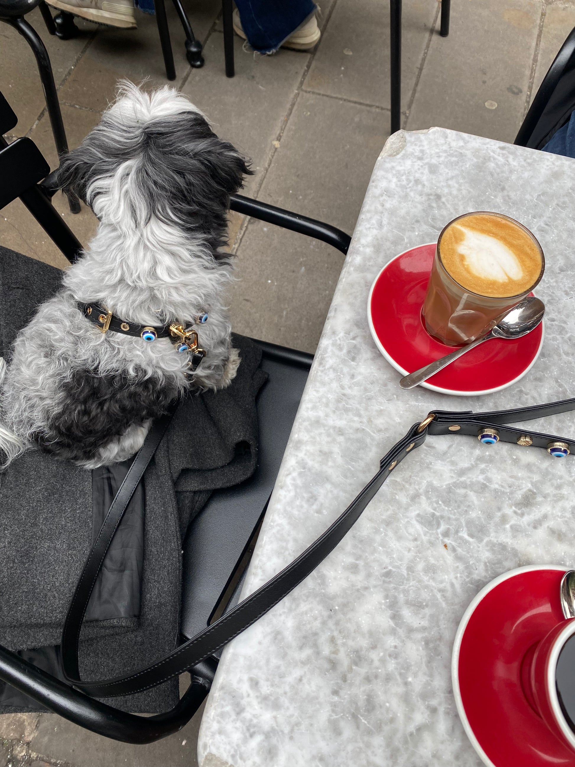 a small dog with Evil Eye Dog Lead Black PAW LONDON sitting next to a cup of coffee
